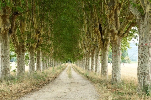 arbre, plante, ciel, plein air et nature